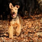 welsh terrier