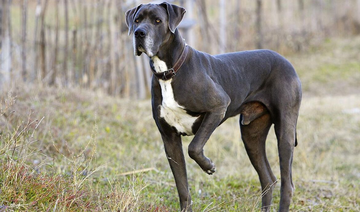 alano - cani più pericolosi
