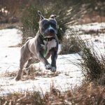 amstaff