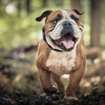 cane che biascica