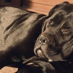 cane stitico dopo diarrea