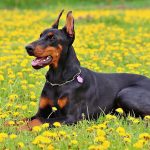 doberman
