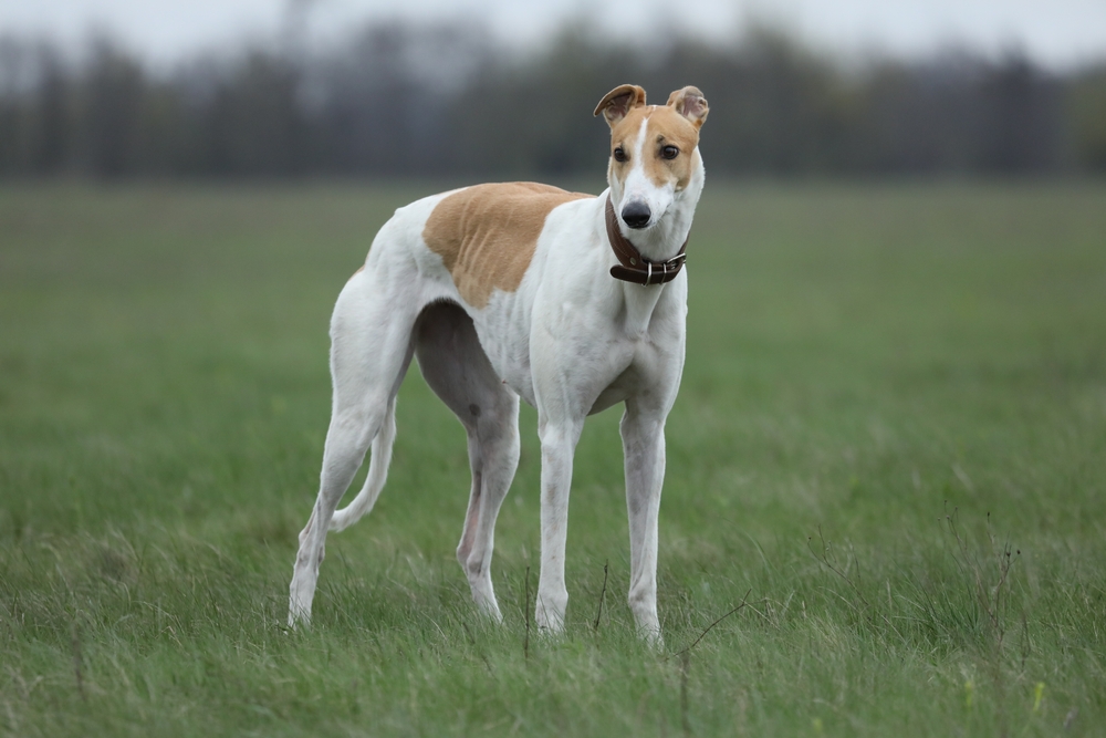 greyhound