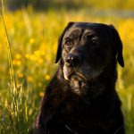 labrador