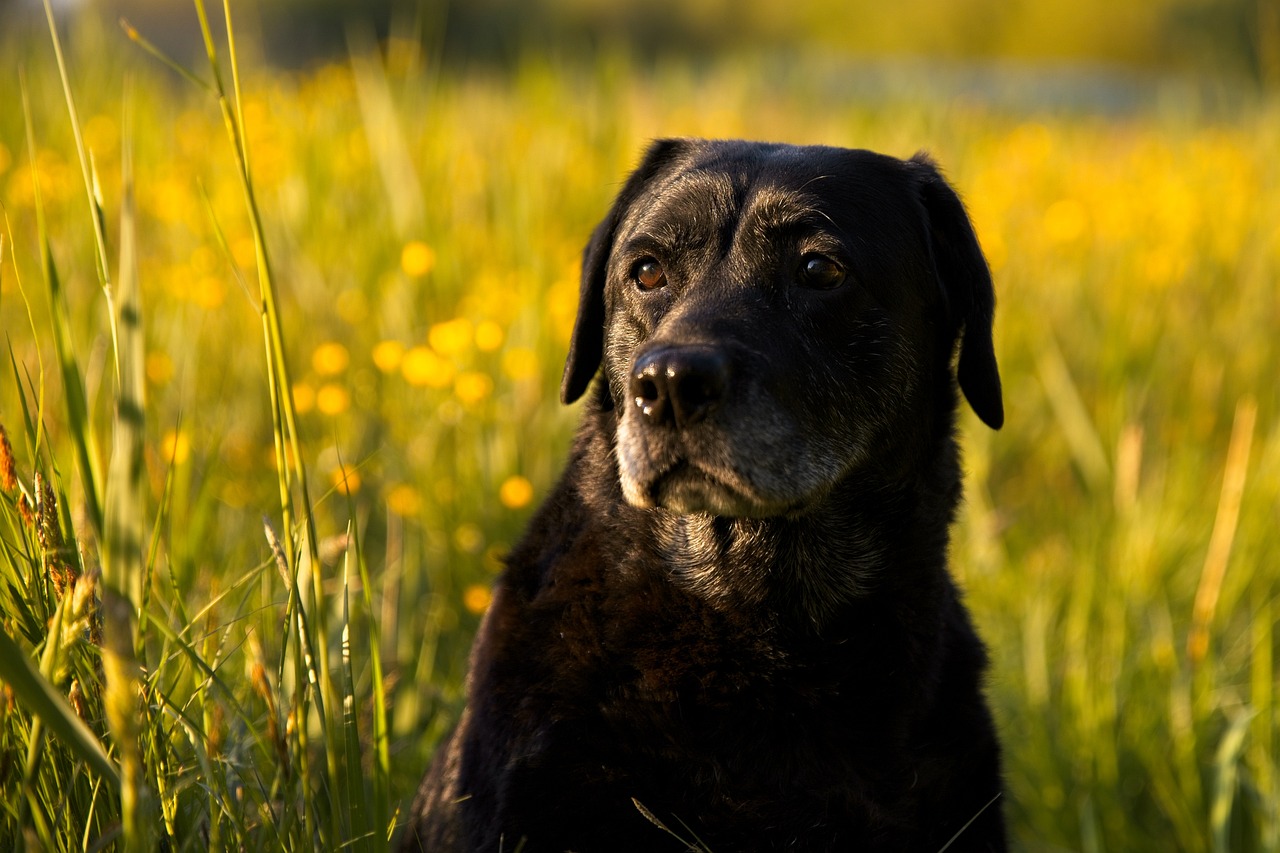 labrador
