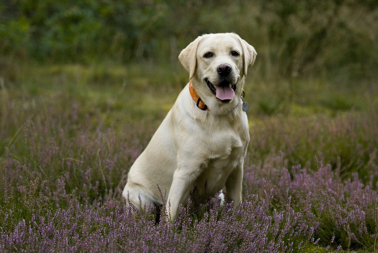 labrador