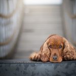 tabella crescita cocker