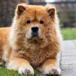 tosatura chow chow