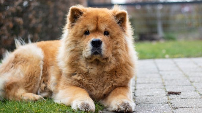 tosatura chow chow
