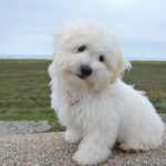 abituare il cane al trasportino