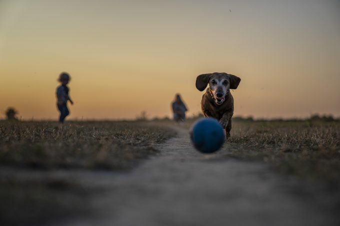 aceto pulci cane