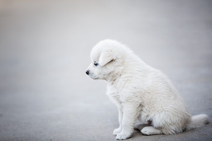 ascite nel cane