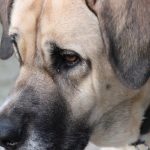 cani più pericolosi