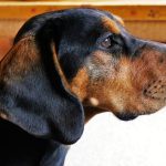 orecchie piegate nel cane