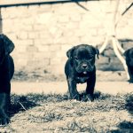 zampe posteriore cane storte