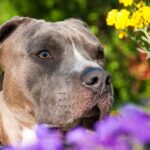 amstaff maschio o femmina