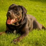 broncopolmonite cane