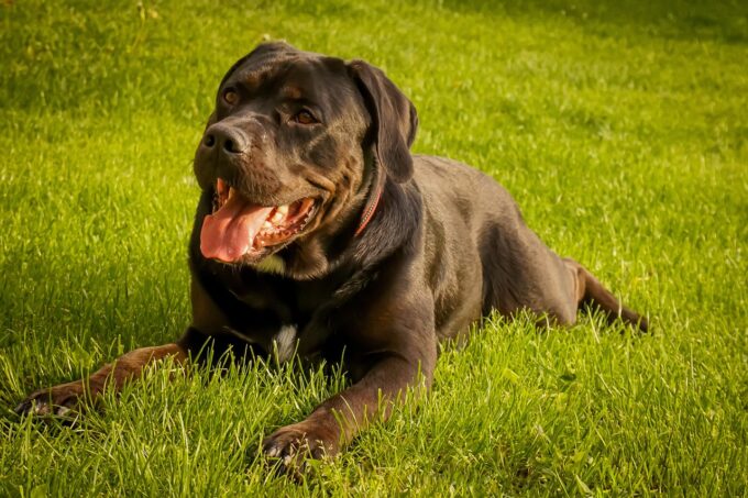 broncopolmonite cane