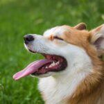 cane ingestibile