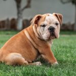 riproduzione bulldog inglese