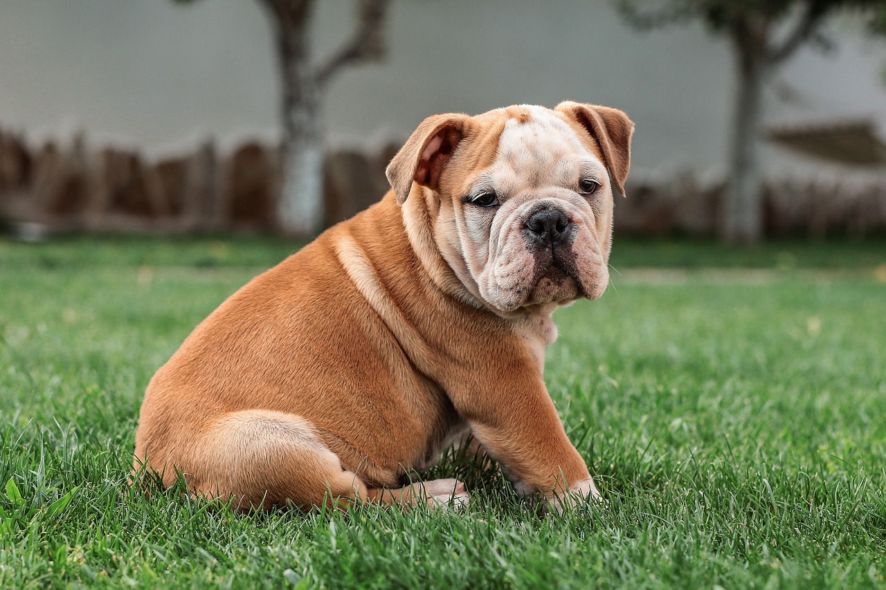 riproduzione bulldog inglese