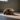 cane solitudine