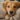 cani coccoloni