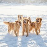 cani da neve