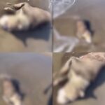cane morto spiaggia