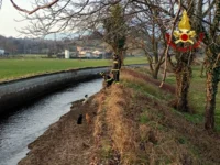 cani salvati vigili fuoco