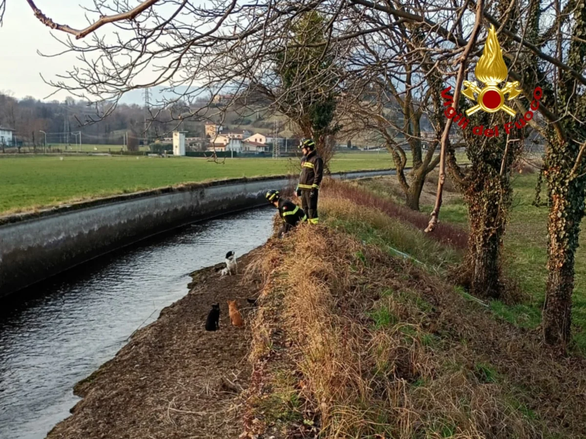cani salvati vigili fuoco